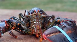 KKP menghentikan sementara penerbitan Surat Penetapan Waktu Pengeluaran (SPWP) ekspor benih bening lobster. /Pixabay.com/grfx4.