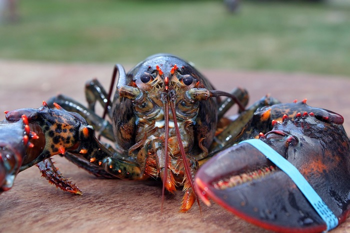 KKP menghentikan sementara penerbitan Surat Penetapan Waktu Pengeluaran (SPWP) ekspor benih bening lobster. /Pixabay.com/grfx4.