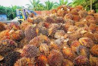 Pungutan dana sawit berasal dari PPN TBS dan bea keluar CPO tidak mampu mensejahterakan petani sawit. /pixabay.com/tristantan.
