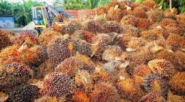Pungutan dana sawit berasal dari PPN TBS dan bea keluar CPO tidak mampu mensejahterakan petani sawit. /pixabay.com/tristantan.
