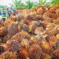 Pungutan dana sawit berasal dari PPN TBS dan bea keluar CPO tidak mampu mensejahterakan petani sawit. /pixabay.com/tristantan.
