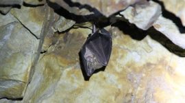 Kelelawar buah yang terinfeksi menjadi salah satu penyebab penyebaran virus Nipah. /Pixabsy.com/rnoid.
