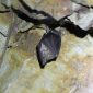 Kelelawar buah yang terinfeksi menjadi salah satu penyebab penyebaran virus Nipah. /Pixabsy.com/rnoid.
