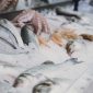 Ilustrasi Penjual Ikan. /Pixels.com/Bert Christiaens.