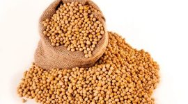 Ilustrasi kacang kedelai. /Pixabay.com/pnmralex.