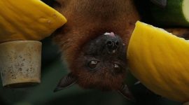 Kelelawar buah yang terinfeksi menjadi salah satu penyebab penyebaran virus Nipah. /pixels.com/Miriam Fischer.