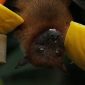 Kelelawar buah yang terinfeksi menjadi salah satu penyebab penyebaran virus Nipah. /pixels.com/Miriam Fischer.