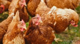Ilustrasi Ternak ayam. /Pixels.com/Alexas Fotos