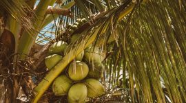 Volume ekspor buah kelapa yang diproduksi oleh petani Sumatera Selatan ke China naik 69,38 persen. /Pixels.com/Jess Vide
