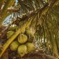 Volume ekspor buah kelapa yang diproduksi oleh petani Sumatera Selatan ke China naik 69,38 persen. /Pixels.com/Jess Vide
