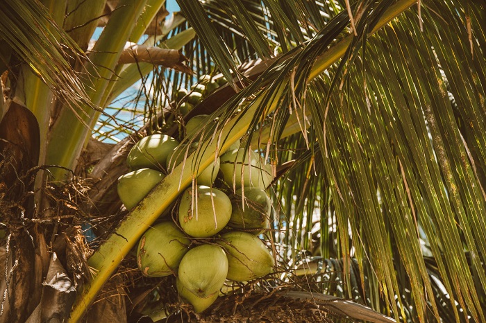 Volume ekspor buah kelapa yang diproduksi oleh petani Sumatera Selatan ke China naik 69,38 persen. /Pixels.com/Jess Vide
