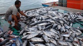 Ikan hasil tangkapan nelayan. /Dok. news.kkp.go.id