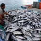 Ikan hasil tangkapan nelayan. /Dok. news.kkp.go.id