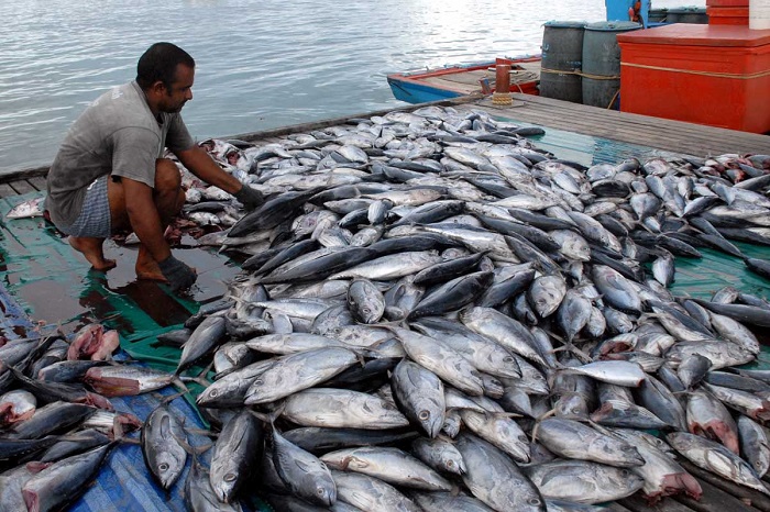 Ikan hasil tangkapan nelayan. /Dok. news.kkp.go.id