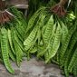 Harga petai melonjak tinggi. /Pexels.com/wo ro