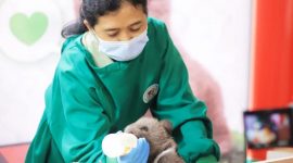 Bayi Beruang Coklat Lahir  di Taman Safari Cisarua Bogor. (Dok. Iwan)