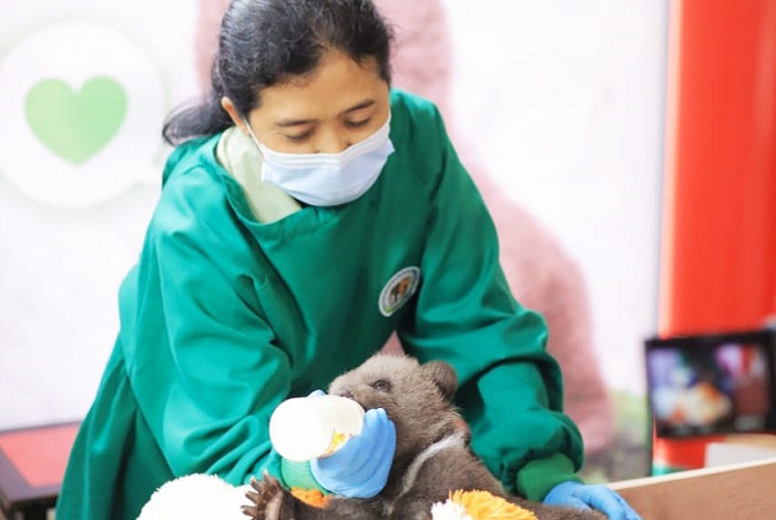 Bayi Beruang Coklat Lahir  di Taman Safari Cisarua Bogor. (Dok. Iwan)