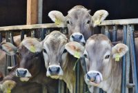 Ilustrasi Sapi Ternak. (Pixabay/Michael Gane)
