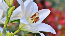 Bunga Bakung atau Bunga Lily bisa menjadi salah satu pilihan dekorasi yang tepat untuk menyambut Hari Tahun Baru Cina. (Pixabay/Ralph)