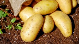 Harga Kentang dan Bayam Berpotensi Naik Bulan Ini. (Pexes.com/
Pixabay) 

