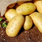 Harga Kentang dan Bayam Berpotensi Naik Bulan Ini. (Pexes.com/
Pixabay) 
