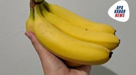 Pisang mengandung karbohidrat yang mudah dicerna, seperti glukosa, fruktosa, dan sukrosa. (Dok. Apakabarnews.com/Banny Rachman)