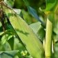 Puncak Panen Raya Jagung. (Pixabay.com/@Ralphs_Fotos)