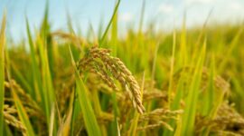 Petani merasakan manfaat kebijakan HPP Gabah Kering Panen (GKP) yang ditetapkan Presiden Prabowo Subianto sebesar Rp6.500 per kilogram. (Pixabay.com/Evan199102)