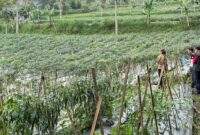 Tim Bapanas melakukan pengambilan sampel cabai dari berbagai titik distribusi dan pasar tradisional. (Dok. Bapanas)