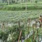 Tim Bapanas melakukan pengambilan sampel cabai dari berbagai titik distribusi dan pasar tradisional. (Dok. Bapanas)
